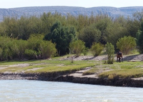 Rio Grande with Mexican horse